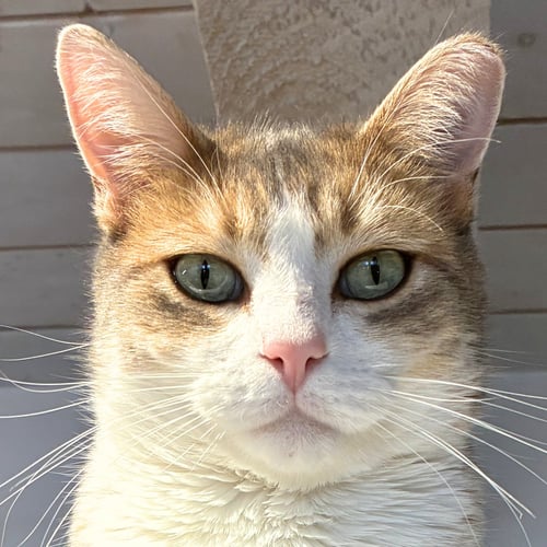 CHAMISA [AND LUCIUS] - Domestic Short Hair available for adoption
