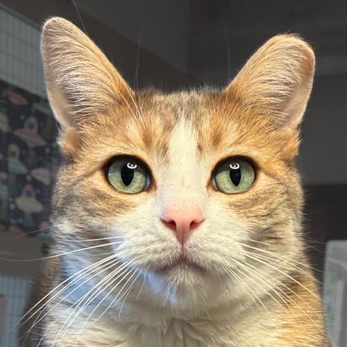 CHAMISA [AND LUCIUS] - Domestic Short Hair available for adoption