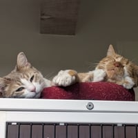 Chamisa [and Lucius] - Photo 4