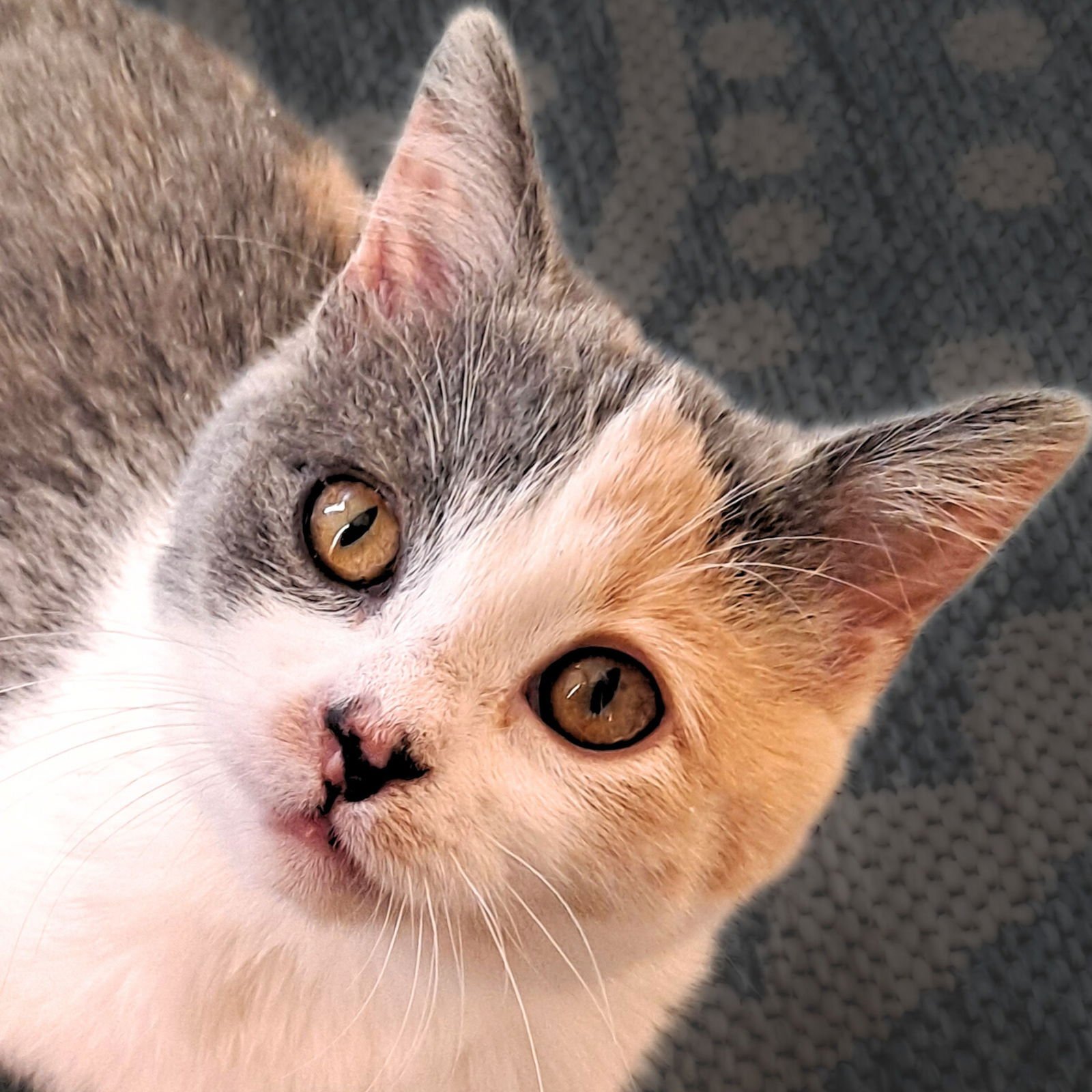 ZOEY - Domestic Short Hair available for adoption