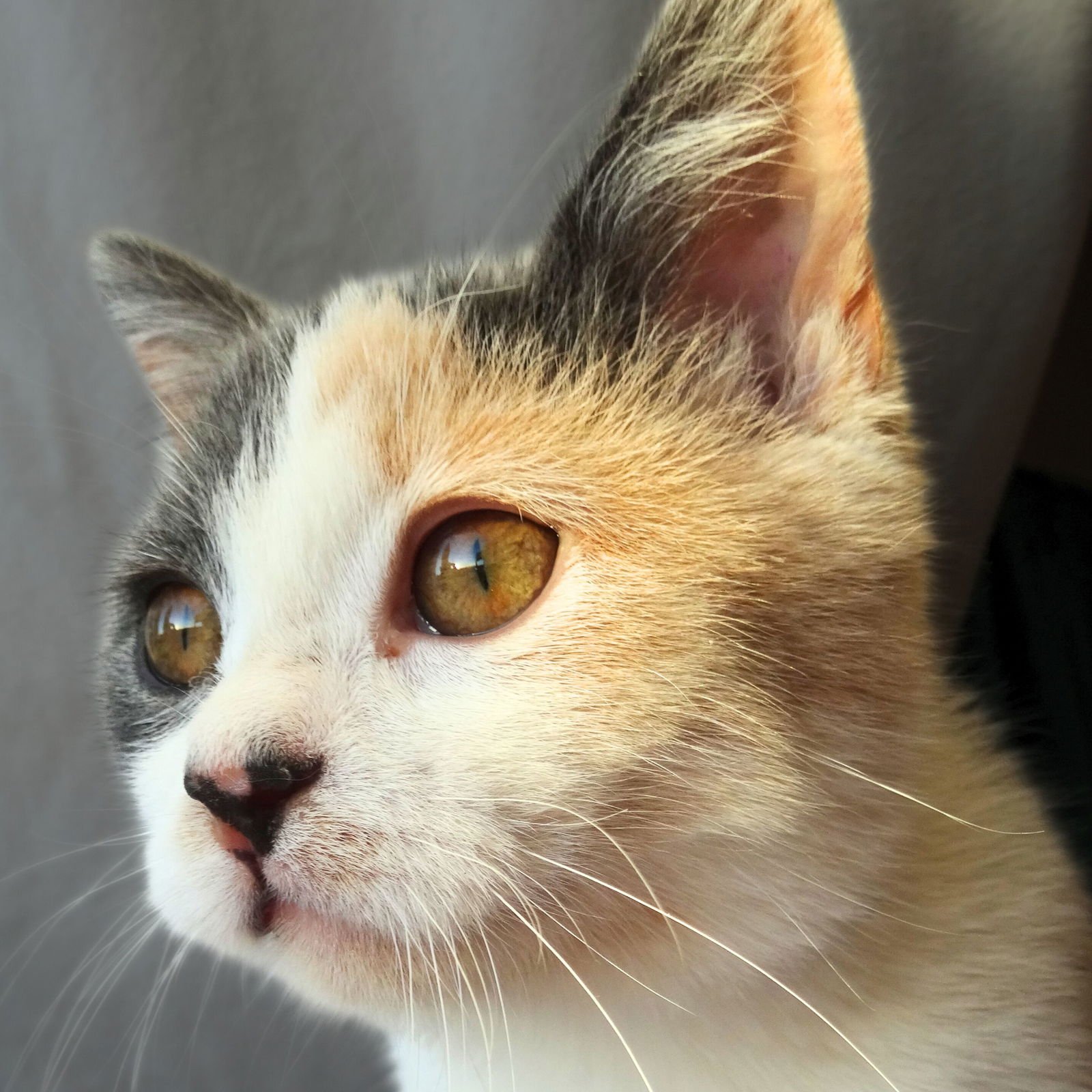 ZOEY - Domestic Short Hair available for adoption