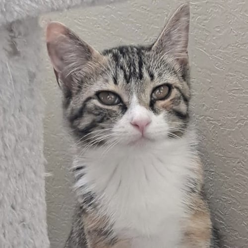MISS HAZEL - Domestic Short Hair available for adoption