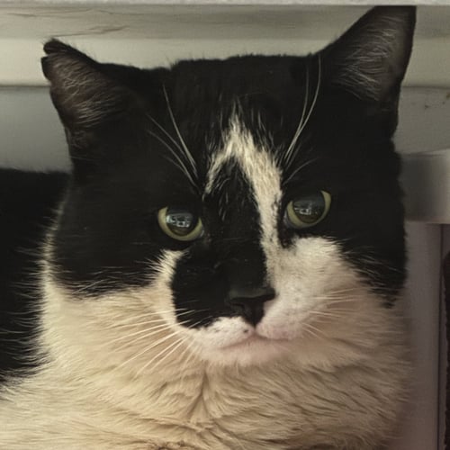 RORSCHACH - Domestic Short Hair available for adoption