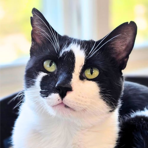 RORSCHACH - Domestic Short Hair available for adoption