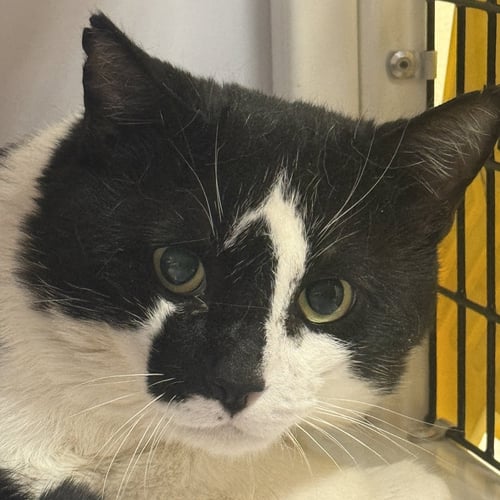 RORSCHACH - Domestic Short Hair available for adoption