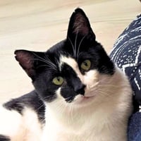 Rorschach - Photo 2