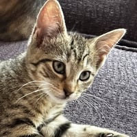 Artemis - Photo 1