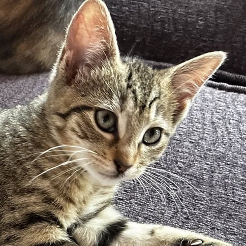ARTEMIS - Domestic Short Hair available for adoption