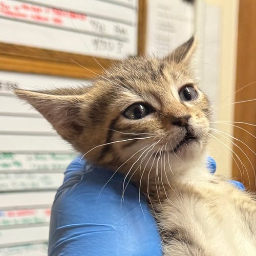 ARTEMIS - Domestic Short Hair available for adoption