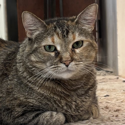 TIGER LILY - Domestic Short Hair available for adoption