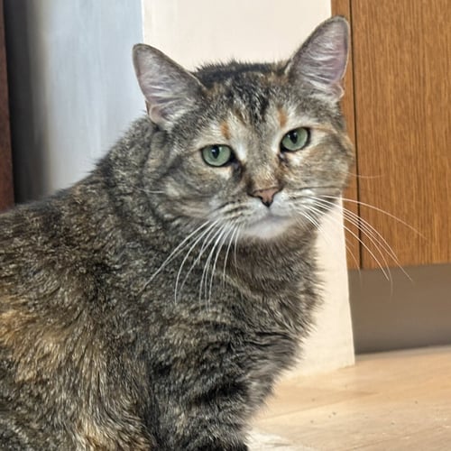 TIGER LILY - Domestic Short Hair available for adoption
