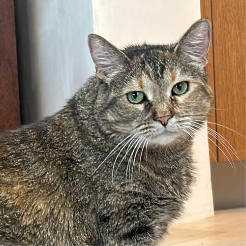 TIGER LILY - Domestic Short Hair available for adoption