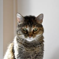 Tiger Lily - Photo 4