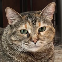 Tiger Lily - Photo 1