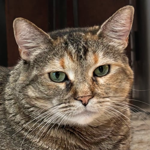 TIGER LILY - Domestic Short Hair available for adoption