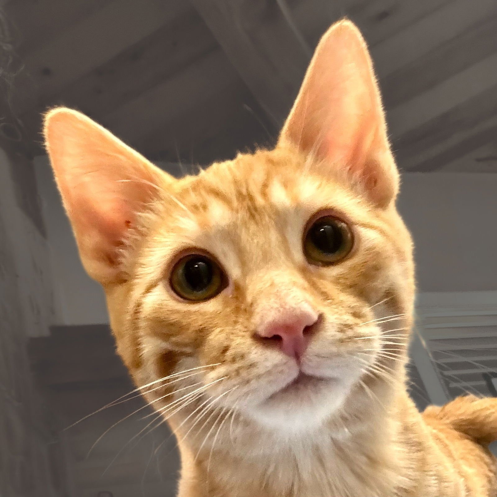 MANCHEGO - Domestic Short Hair available for adoption