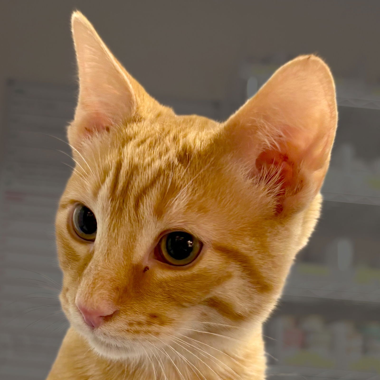 MANCHEGO - Domestic Short Hair available for adoption