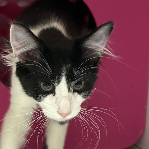 ATLAS - Domestic Medium Hair available for adoption