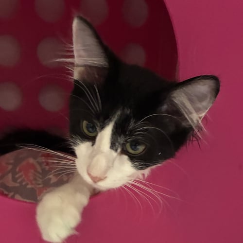 ATLAS - Domestic Medium Hair available for adoption