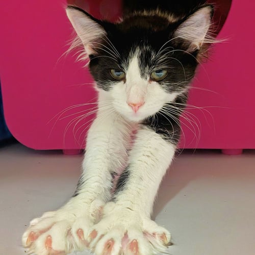 ATLAS - Domestic Medium Hair available for adoption