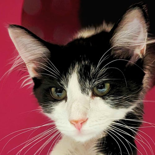 ATLAS - Domestic Medium Hair available for adoption