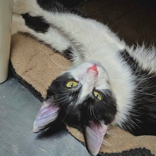 ATLAS - Domestic Medium Hair available for adoption