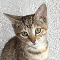 Mercury - Photo 1