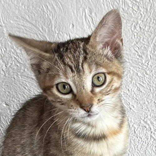 MERCURY - Domestic Short Hair available for adoption
