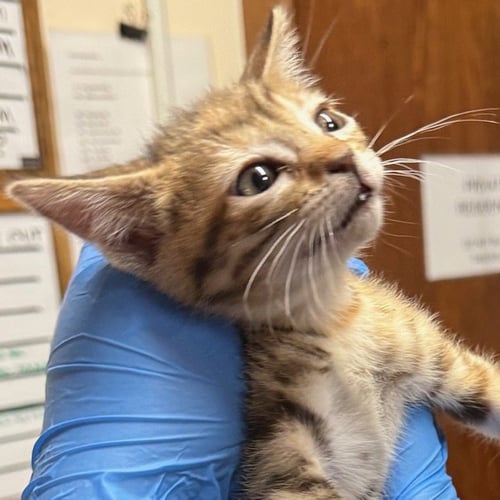 MERCURY - Domestic Short Hair available for adoption