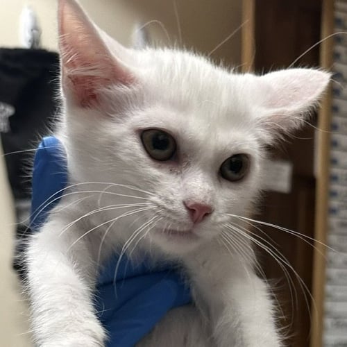 ARWEN - Domestic Short Hair available for adoption