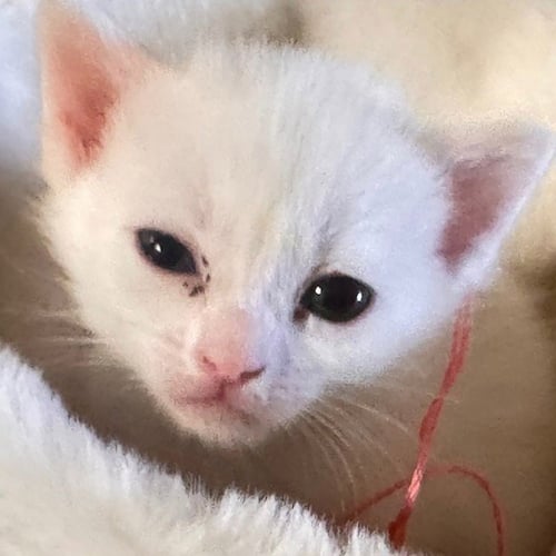 ARWEN [AND GALADRIEL] - Domestic Short Hair available for adoption