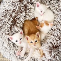 Arwen [and Galadriel] - Photo 3