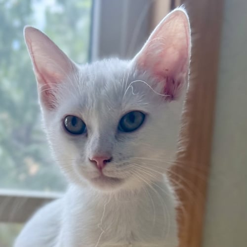 ARWEN - Domestic Short Hair available for adoption