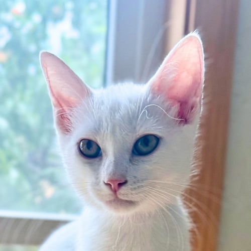 ARWEN - Domestic Short Hair available for adoption