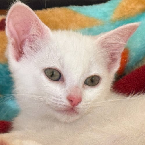 ARWEN - Domestic Short Hair available for adoption