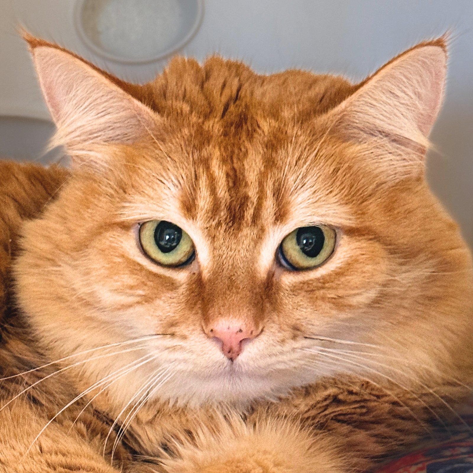 TATER TOT - Domestic Long Hair / Maine Coon available for adoption