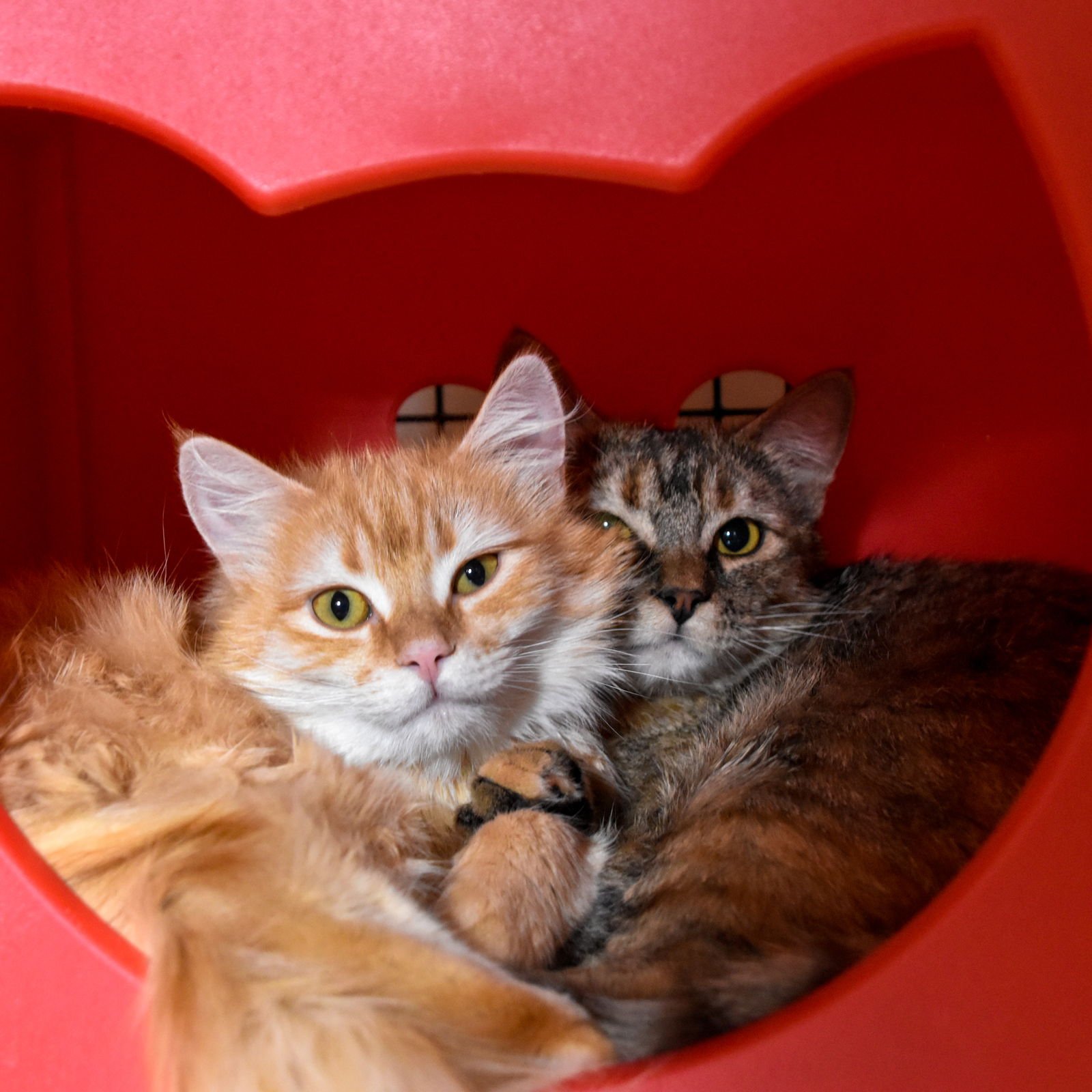 TATER TOT - Domestic Long Hair / Maine Coon available for adoption