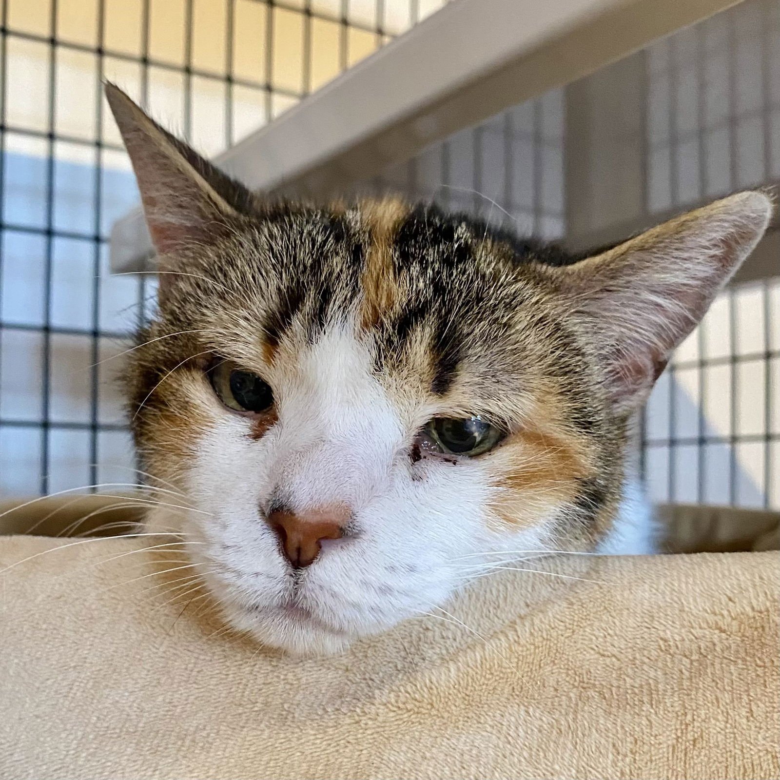 LILY [PERMANENT FOSTER] - Domestic Short Hair / Torbie available for adoption