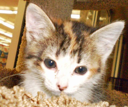 LILY [PERMANENT FOSTER] - Domestic Short Hair / Torbie available for adoption