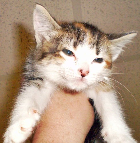 Lily [Permanent Foster] - Photo 3