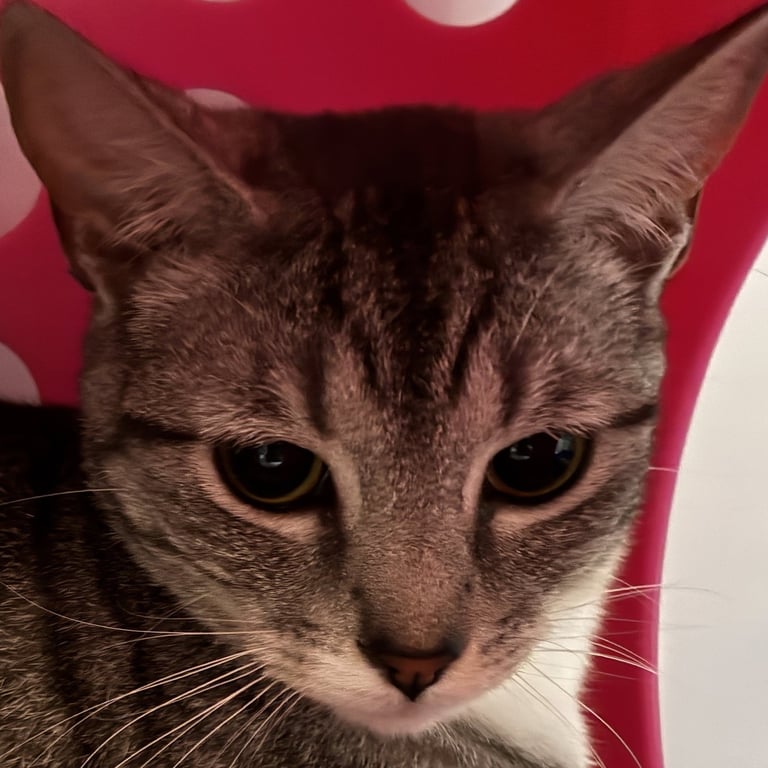 Miss Candy [and Mister Andy] Image