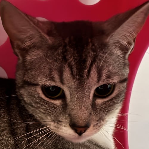 MISS CANDY [AND MISTER ANDY] - Domestic Short Hair available for adoption