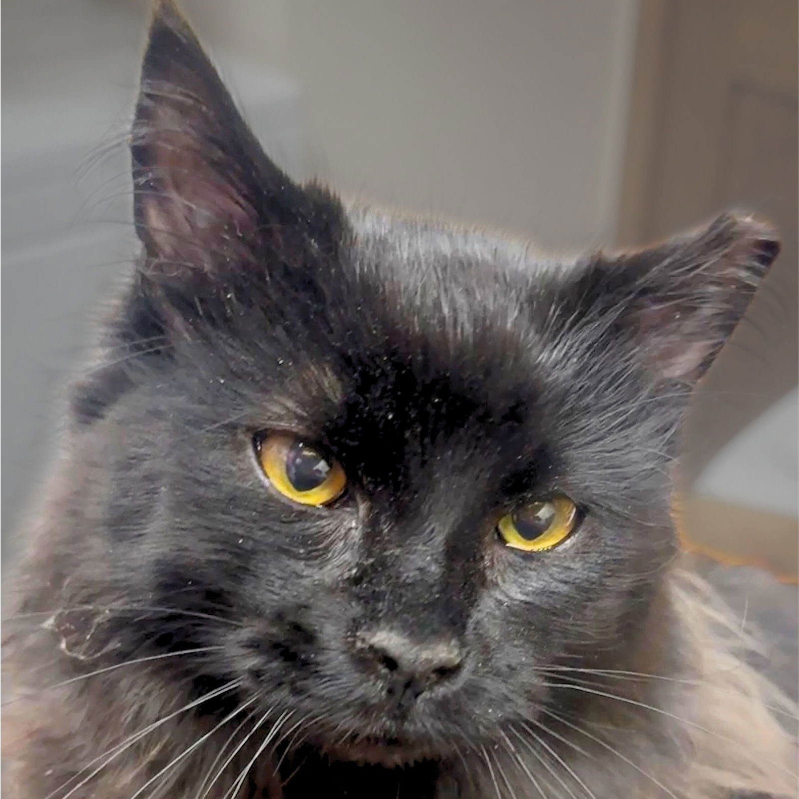 BINX - Domestic Medium Hair available for adoption