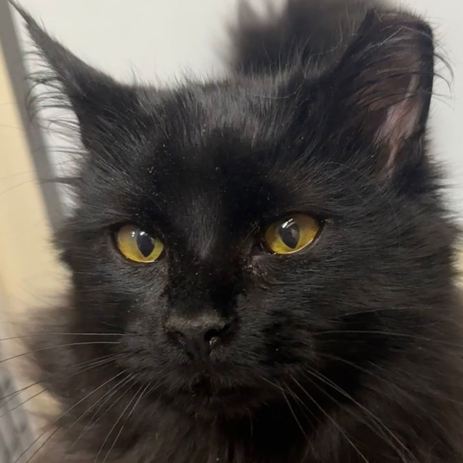 BINX - Domestic Medium Hair available for adoption