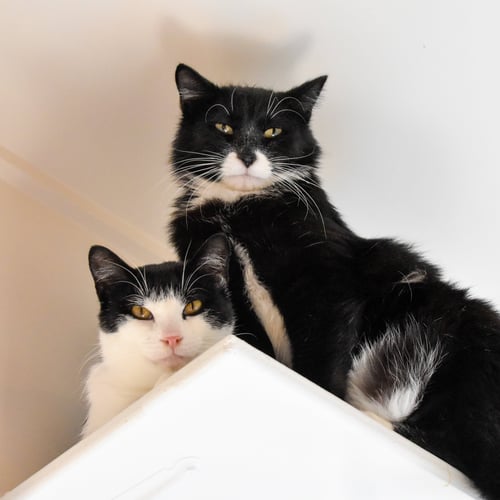 GHERKIN [AND DILL] - Domestic Short Hair available for adoption
