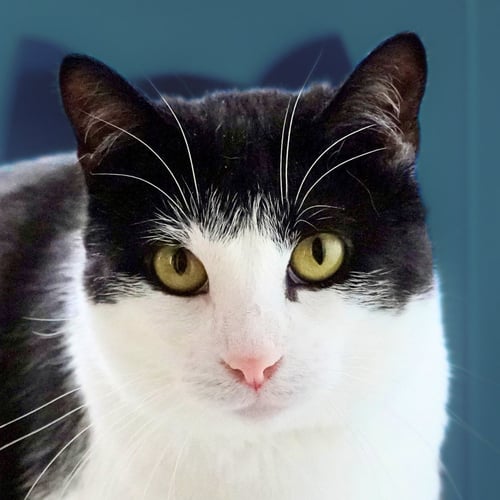 GHERKIN [AND DILL] - Domestic Short Hair available for adoption