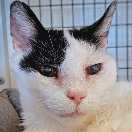 ANDYPANTS [PERMANENT FOSTER] - Domestic Short Hair available for adoption