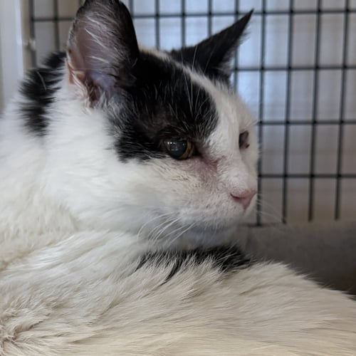 ANDYPANTS [PERMANENT FOSTER] - Domestic Short Hair available for adoption