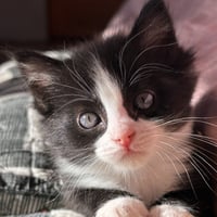 Daphne - Photo 1