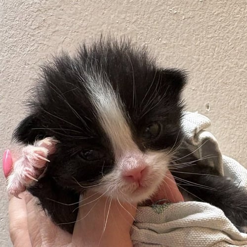DAPHNE - Domestic Medium Hair available for adoption